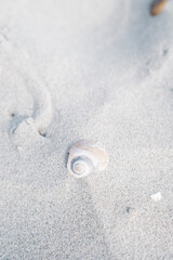 Broken Seashell in Sand on Cold Winter Beach Day