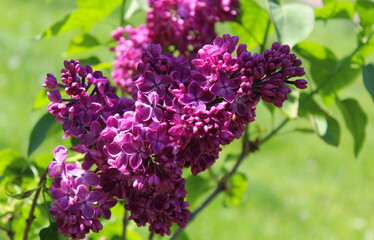 Obraz premium lilac flowers, lilac flowers in the garden