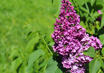 lilac flowers, beautiful flowers in the garden