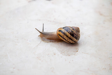 snail on a stone after rain