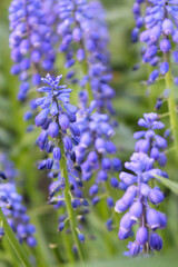 spring blue flowers on blurred natural background