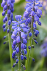 close up of a blue flower, spring blue flowers on blurred natural background