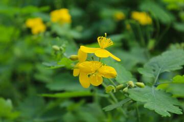 medicinal herbs, yellow celandine flowers, fresh celandine grass and flowers, natural background