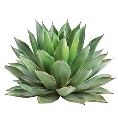 Agave bush on white background,png