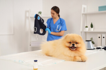 Pomeranian dog after sterilization lying on table in clinic, closeup