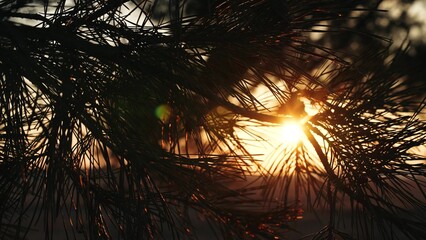 pine branch sunset, sun glare trees, dusk nature lights, serene evening glow, twilight forest scenery, golden hour calmness, sunset pine silhouette, tranquil nature scene, serene twilight ambiance