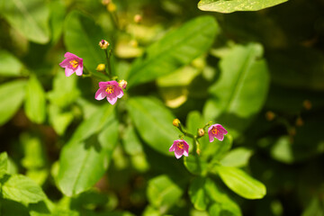 African Water leaf with budding flowers 