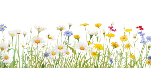 Fototapeta premium PNG Aisy border daisy backgrounds outdoors.