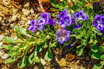 Close-up of green plant known as the  Karoo violet with tiny, but beautiful violet and orange flowers after good spring rains near Oudtshoorn, Western Cape, South Africa