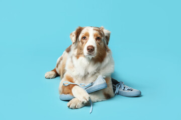 Adorable Australian Shepherd dog lying with chewed sneakers on blue background