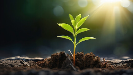 plant growing from the ground, plant in the sand. plant in the ground. plant growing in the soil. close up view of a small plant growing concept	