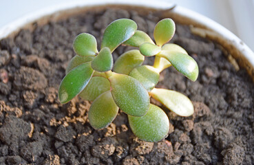 Crassula ovata, money tree, dollar tree - jade plant at the window close-up. Houseplant in a pot on...