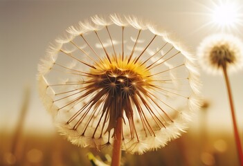 Close-up of a Common Dandelion Flower Basking in Warm Sunlight