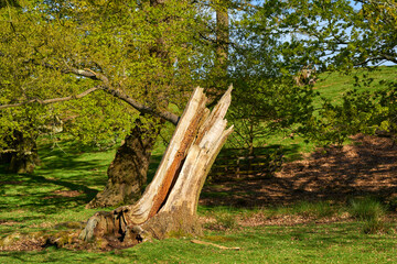 Old damaged tree trunk in a park