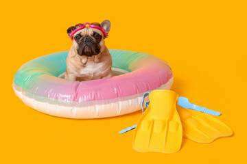 Cute French bulldog with glasses, inflatable ring and flippers on yellow background