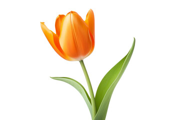 A single orange flower with a green stem, white background, transparent background