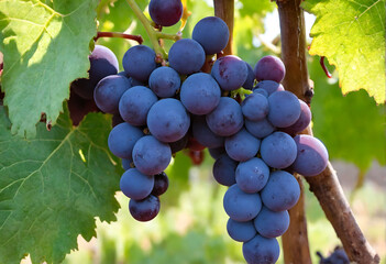Fototapeta premium Vine grapes on tree