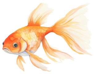 PNG Goldfish animal white background pomacentridae.