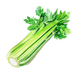 celery watercolor digital painting good quality