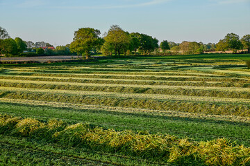 heuernte © Achim Banck