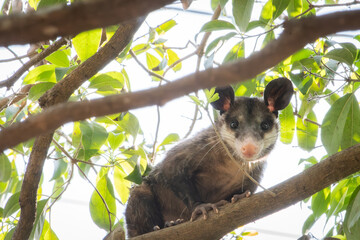 Adorable tlacuache standing on a tree branch looks curiously at the camera.