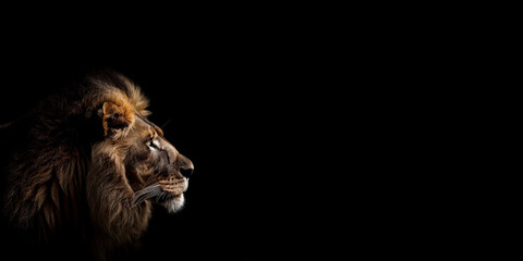 Portrait of a male lion isolated on black background