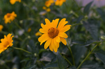 A yellow flower is the main focus of the image