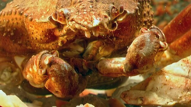 Close-up unveils hidden world of underwater snow crab, Chionoecetes opilio. Through close-up lens, underwater snow crab, Chionoecetes opilio, appears majestic in clear water of Barents Sea.