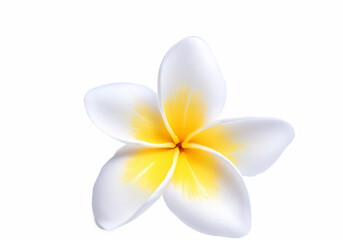 Tropical flower, Close up White Frangipani and plumeria flower isolated on white background, island...