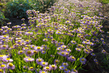 Close-up shot of violet flowers of lush blooming Erigeron ornamental plant on flowerbed in botanical garden at sunny spring day. With no people beautiful springtime season natural background.