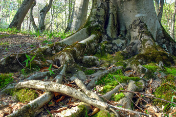 Closeup shot of fancy tangled moss covered roots of big old tree in spring forest at sunny day. With no people beautiful springtime scenery natural background.