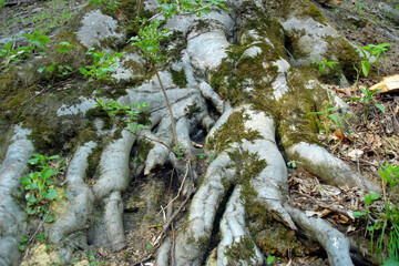 Close up shot of fancy massive moss covered roots of huge old tree in spring forest at sunny day. With no people beautiful springtime scene natural background.