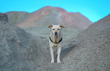 dog posing on the hill of colors Argentina
