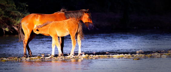 A mare and her foal on the Salt River in Arizona