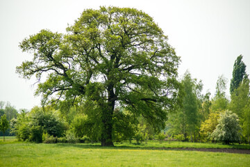 Großer Baum in grüner Landschaft-Majestätischer Baum
