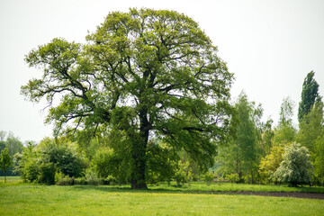 Ein alter Baum auf einem Feld