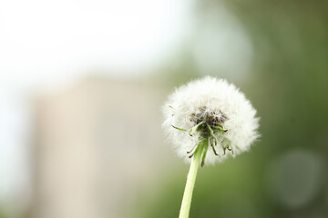Beautiful white dandelion flower in green grass outdoors, closeup