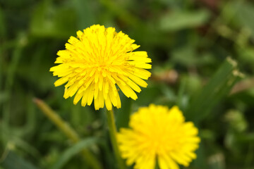Yellow dandelion flower in green grass outdoors, closeup