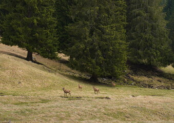 The deer at the Paneveggio park. The deer nature reserve in Paneveggio. Predazzo, Val di Fiemme, South Tyrol, Trentino Alto Adige, Italy.
