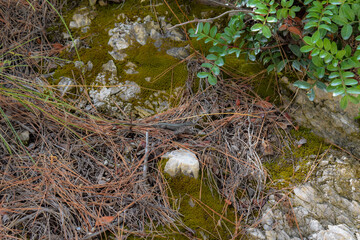 Lizard camouflaged in dry vegetation in Greece