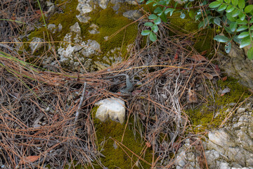 Lizard camouflaged in dry vegetation in Greece