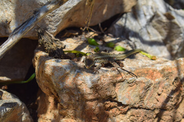 Lizard basking in the sun on a rock