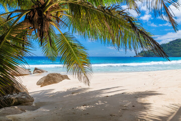 Tropical white sand beach with coconut palm trees and turquoise sea. Summer vacation and tropical beach concept.	