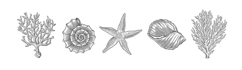 Starfish, shells and corals in engraving style. Hand drawn inhabitants of the ocean. Vector illustration of sea shellfish on a light background.