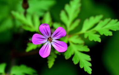 Nahaufnahme einer Storchenschnabel-Bl&uuml;te