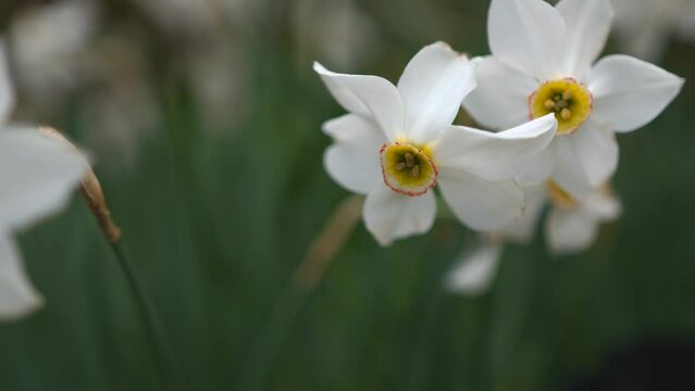 Poet's daffodil flower (Narcissus poeticus) with smooth sliding and rotation motion. Close up of white daffodil flower.