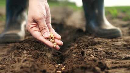 Farmer hand sprinkles seeds into ground, planting. Close up palm fingers arm with corn seeds planting vegetables in freshly plowed bed. Agricultural Big Business, Hard Labor on Farms to Provide Food