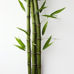 Tall Bamboo Plant With Green Leaves