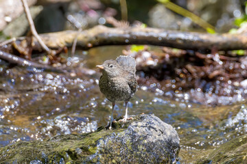 渓流の石の上で給餌を待つカワガラスの幼鳥