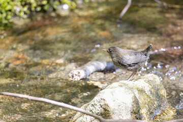 渓流の石の上で給餌を待つカワガラスの幼鳥